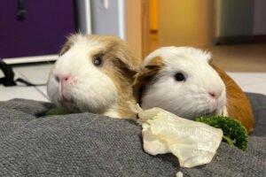 ALISA und KOLJA - Die Unzertrennlichen werden nur gemeinsam vermittelt - weiblich und männlich 3 Ja