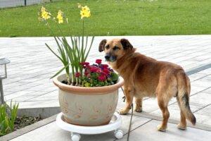 BAMBI - männlich 6 Jahre 35 cm 13 kg Mix gechipt kastriert