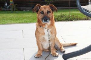 BAMBI - männlich 6 Jahre 35 cm 13 kg Mix gechipt kastriert