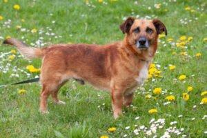BAMBI - männlich 6 Jahre 35 cm 13 kg Mix gechipt kastriert