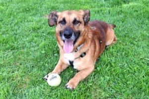 BAMBI - männlich 6 Jahre 35 cm 13 kg Mix gechipt kastriert