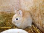 Zwergkaninchen und Meerschweinchen aus langjähriger Hobbyzucht
