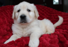 Wunderschöne reinrassige Golden-Retriever-Welpen AKC-registriert