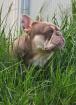 Schöne typvolle französische Bulldogge