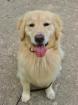 Golden Retriever Welpe